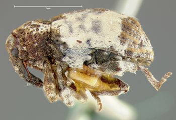 Media type: image;   Entomology 5213 Aspect: habitus lateral view